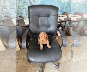 Goldendoodle-Poodle (Toy) Mix Puppy for Sale in STEWARTVILLE, Minnesota USA