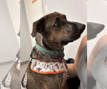 Small #10 Plott Hound Mix