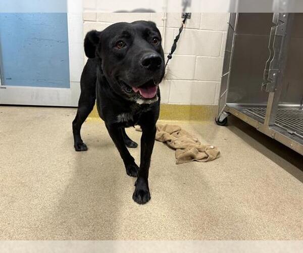Medium Photo #1 American Staffordshire Terrier-Labrador Retriever Mix Puppy For Sale in Grand Prairie, TX, USA