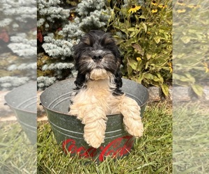 Cockapoo Puppy for sale in MIDDLEBURY, IN, USA
