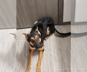Australian Shepherd-German Shepherd Dog Mix Puppy for sale in SIOUX FALLS, SD, USA