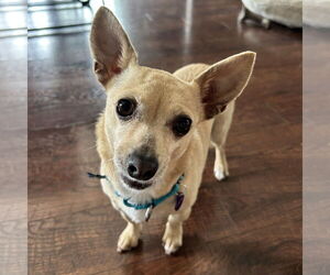 Medium Chihuahua Mix