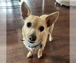 Small Chihuahua Mix
