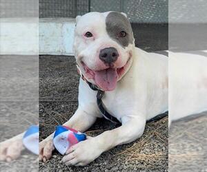 Mutt Dogs for adoption in Woodland, CA, USA