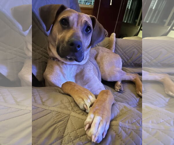 Medium Photo #2 Black Mouth Cur Puppy For Sale in Lexington, SC, USA