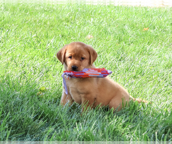 Medium Photo #3 Labrador Retriever Puppy For Sale in SYRACUSE, IN, USA