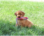Small #2 Labrador Retriever