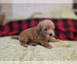 Small #10 Goldendoodle