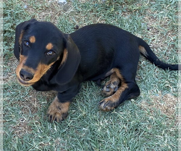 Medium Photo #2 Dachshund Puppy For Sale in Hesperia, CA, USA