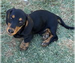 Small #1 Dachshund