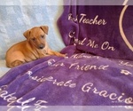 Puppy Dave Miniature Pinscher