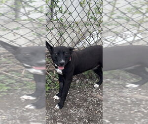 Kaa - Male Labrador Retriever-Unknown Mix Dog for Adoption - Photo #4