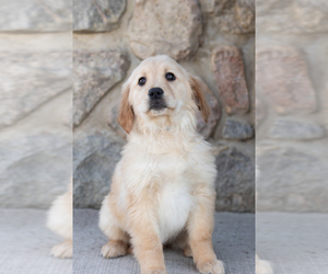 Golden Retriever Puppy for sale in NAPPANEE, IN, USA