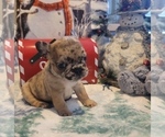 Small Photo #3 French Bulldog Puppy For Sale in SAINT MATTHEWS, SC, USA