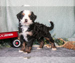 Puppy Santos Bernedoodle (Miniature)