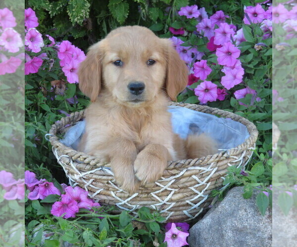 Medium Photo #38 Golden Retriever Puppy For Sale in THORP, WI, USA