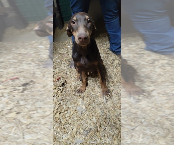 View Ad Doberman Pinscher Litter of Puppies for Sale near Kansas