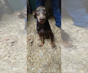 Doberman Pinscher Puppy for sale in PARKER, KS, USA