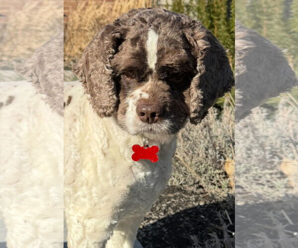 Medium Photo #1 Cocker Spaniel Puppy For Sale in Cuba, NY, USA