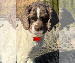 Small Cocker Spaniel
