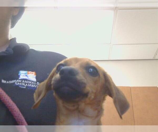 Medium Photo #1 Dachshund-Unknown Mix Puppy For Sale in Sacramento, CA, USA