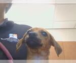 Small Dachshund Mix