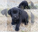 Puppy Black Male 2 Labrador Retriever