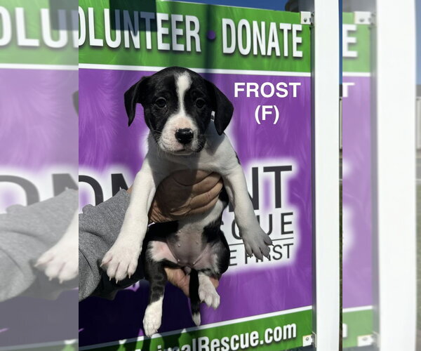 Medium Photo #5 Boxer-Unknown Mix Puppy For Sale in Mooresville, NC, USA