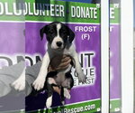 Small #4 Boxer Mix