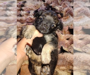 ShiChi Puppy for sale in STILLWATER, OK, USA