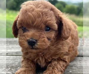 Shih-Poo Puppy for sale in DUNDEE, OH, USA