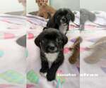 Small Photo #3  Puppy For Sale in , 
