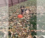 Small #2 German Shepherd Dog