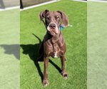 Small Great Dane