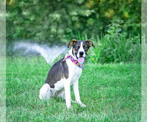 Labrador Retriever-Unknown Mix Dogs for adoption in Unionville, PA, USA