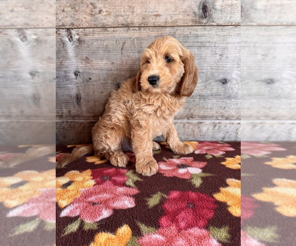 Medium Photo #9 Goldendoodle mix (+ Poodle Miniature) Puppy For Sale in VERMONTVILLE, MI, USA
