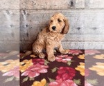 Small #8 Goldendoodle mix (+ Poodle Miniature)