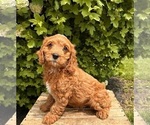 Small #3 Cavapoo