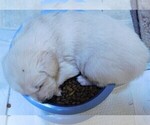Small Photo #11 Golden Retriever Puppy For Sale in IDAHO SPRINGS, CO, USA