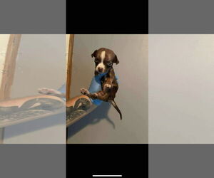 Medium Chihuahua Mix
