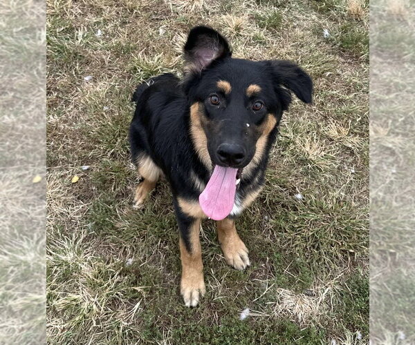 Medium Photo #1 Australian Shepherd Puppy For Sale in Evansville, IN, USA
