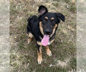 Australian Shepherd Dogs for adoption in Evansville, IN, USA