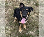 Minnie - Female Australian Shepherd Dog for Adoption - Small photo