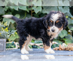 Small Photo #13 Bernedoodle (Miniature) Puppy For Sale in APPLE CREEK, OH, USA