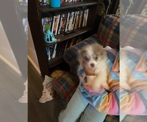 Pomeranian Puppy for sale in CEDAR HILL, TX, USA