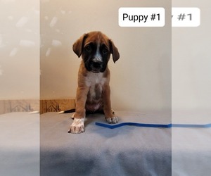 Boxer-German Shepherd Dog Mix Puppy for sale in North Bay, Ontario, Canada