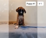 Small Boxer-German Shepherd Dog Mix