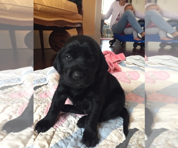 Medium Photo #1 Goldendoodle-Labrador Retriever Mix Puppy For Sale in HUNTLY, VA, USA