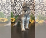 Small Photo #3 Schnauzer (Miniature) Puppy For Sale in MARTINSVILLE, IN, USA