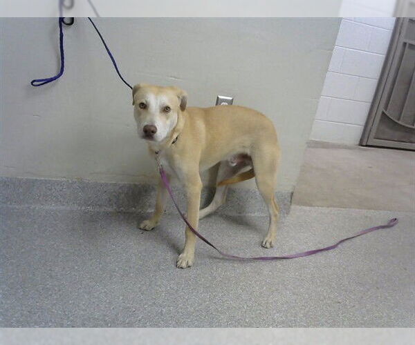 Medium Photo #1 Labrador Retriever-Unknown Mix Puppy For Sale in Pasadena, TX, USA